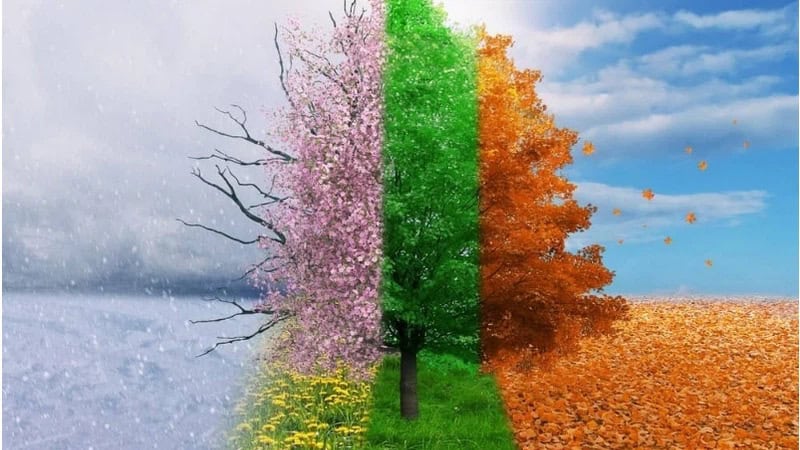 Tree depicting four seasons in one image.